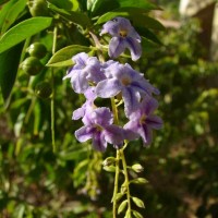 Duranta erecta L.